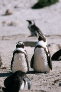 Boulders Beach Duo