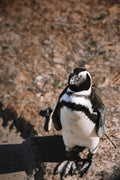 The Cape Resident