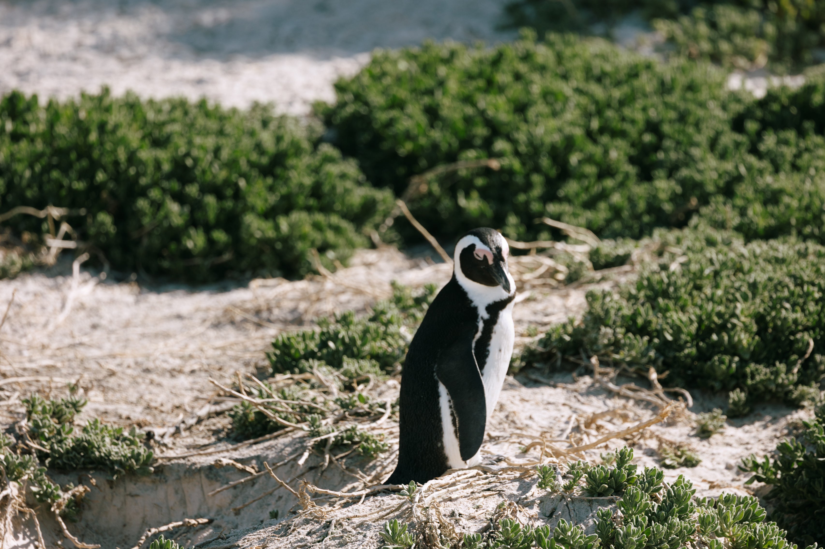 The Curious Penguin
