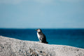 The Watcher of Boulders Beach