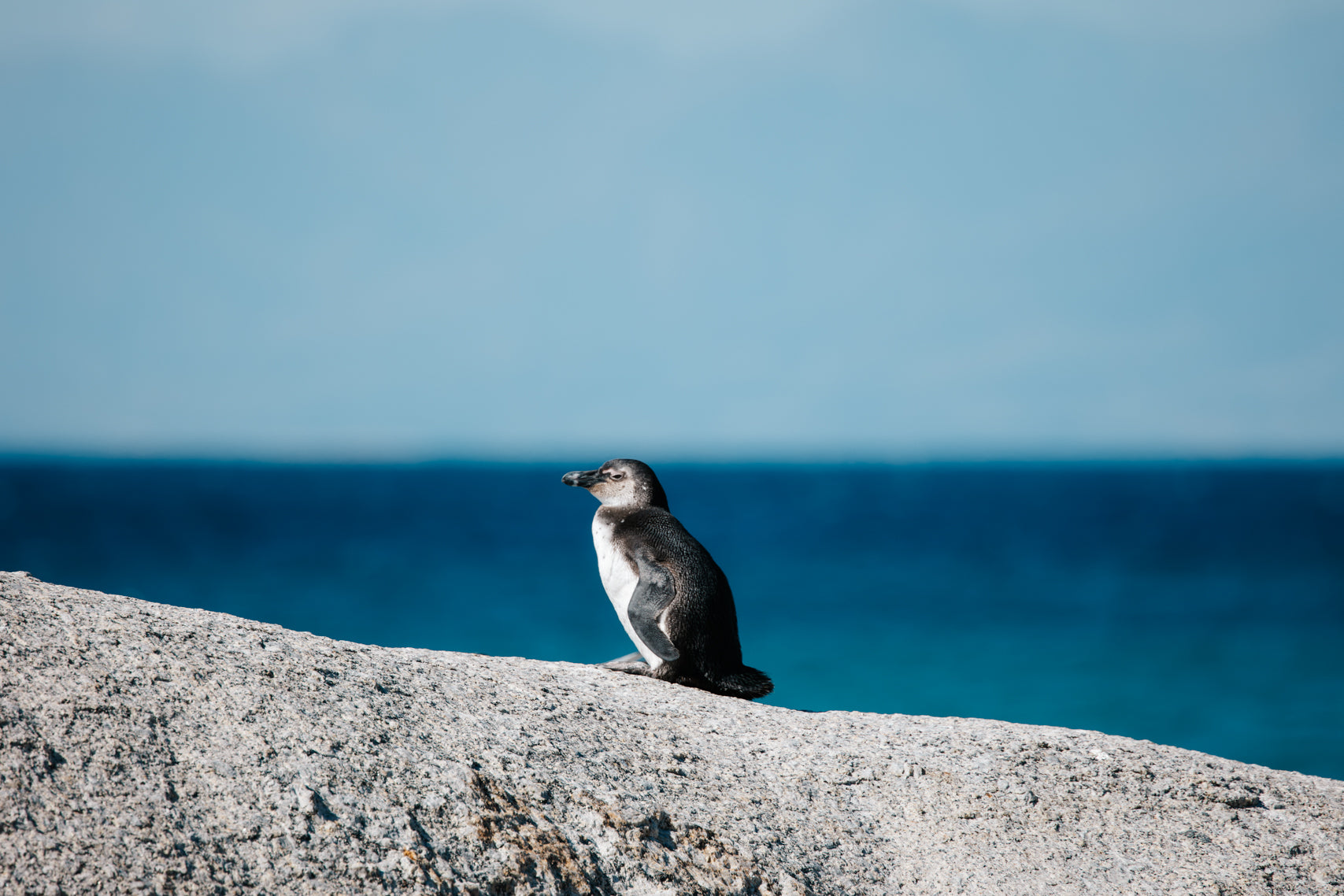 The Watcher of Boulders Beach