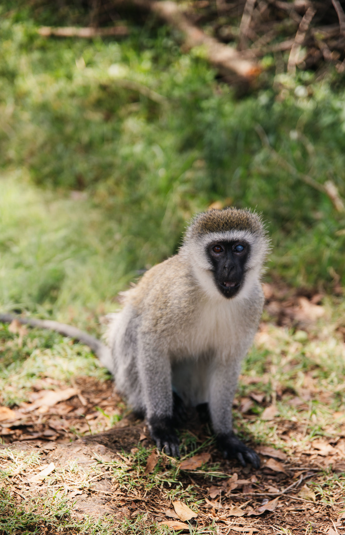 The Curious Vervet