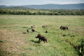Pumbaa Land