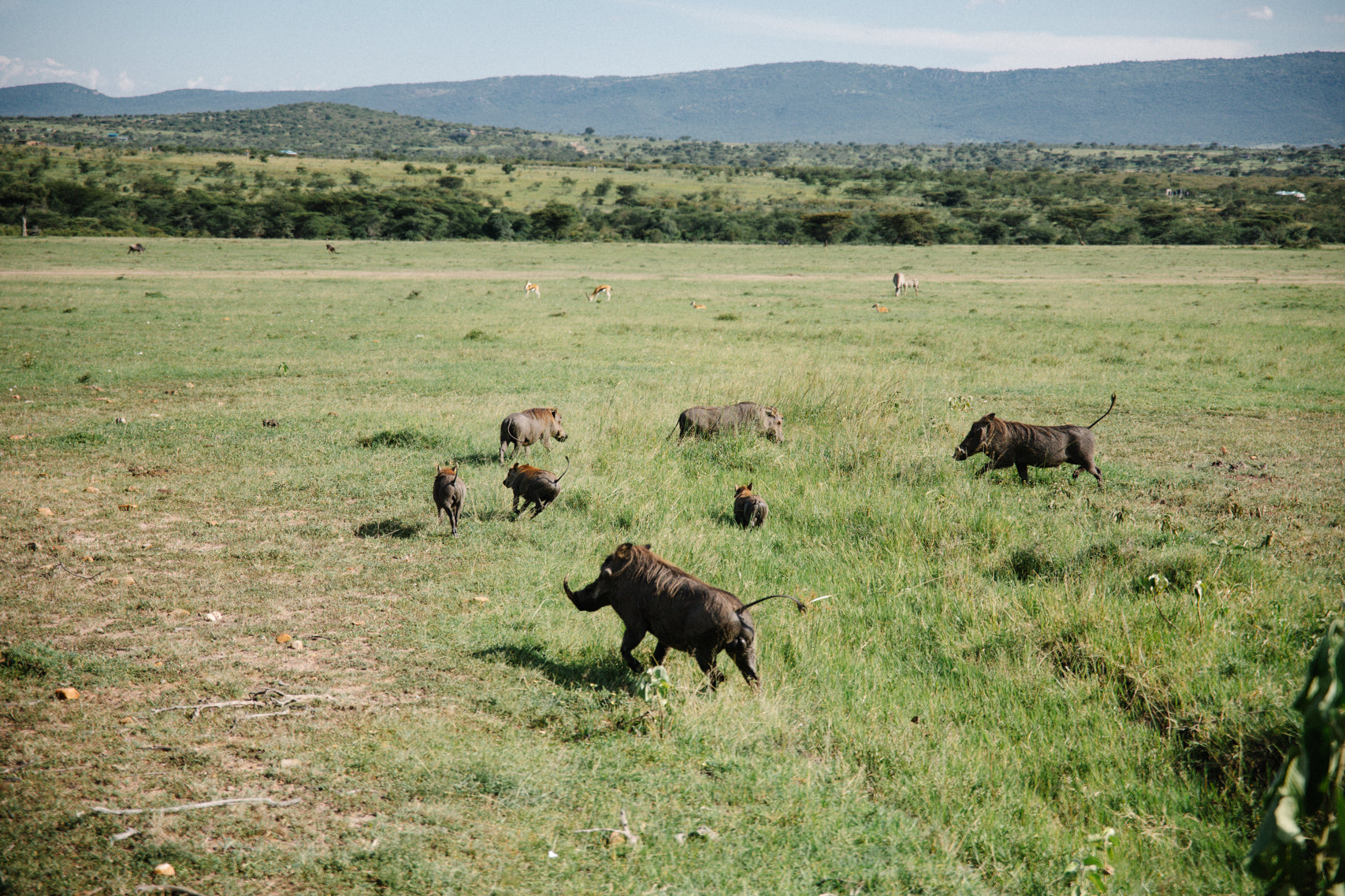 Pumbaa Land