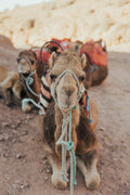 Desert Companion