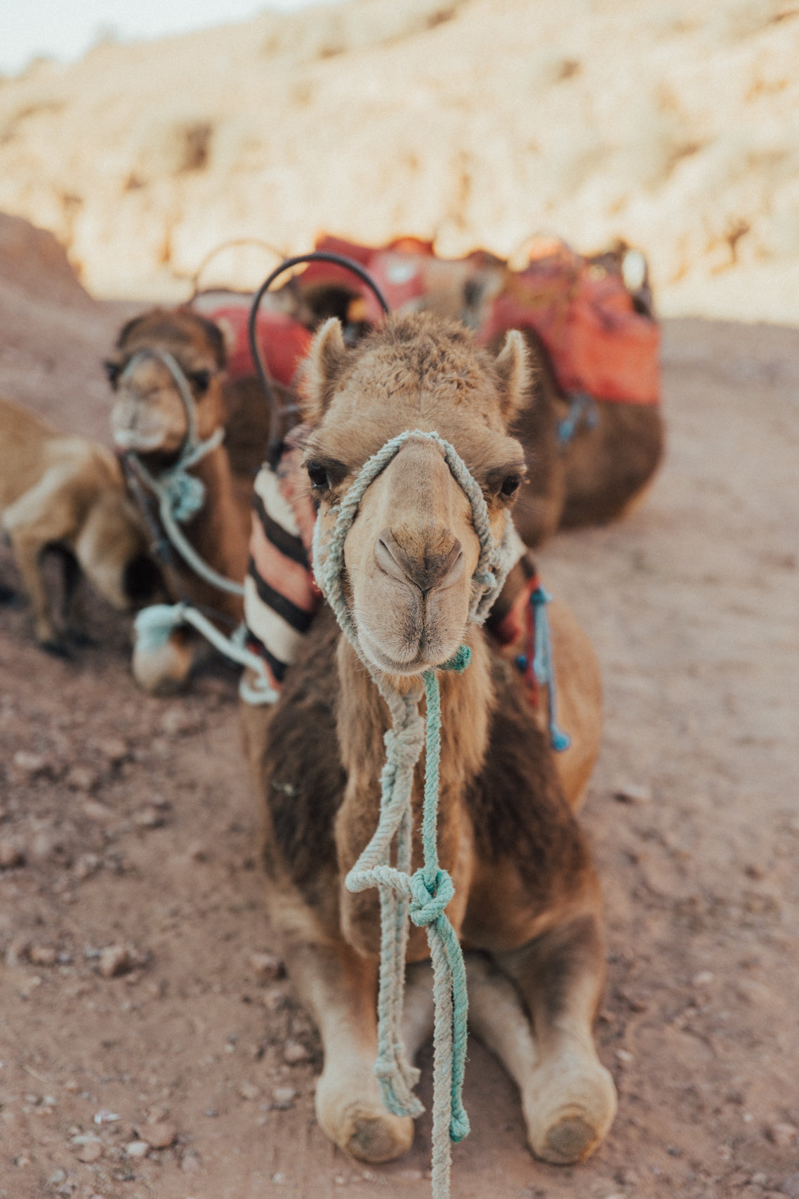 Desert Companion