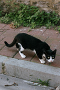 Cats of Istanbul