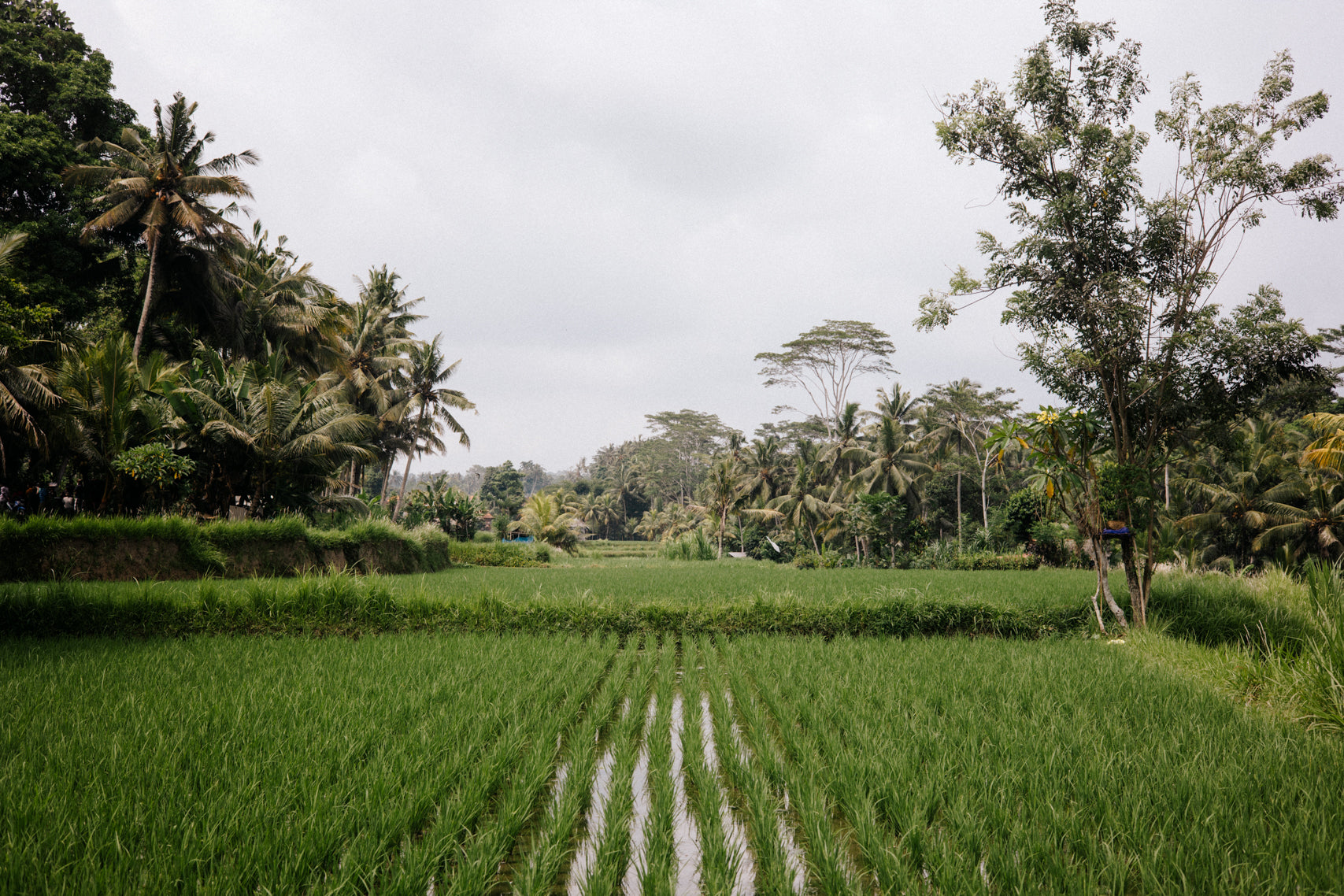 Fields of Serenity