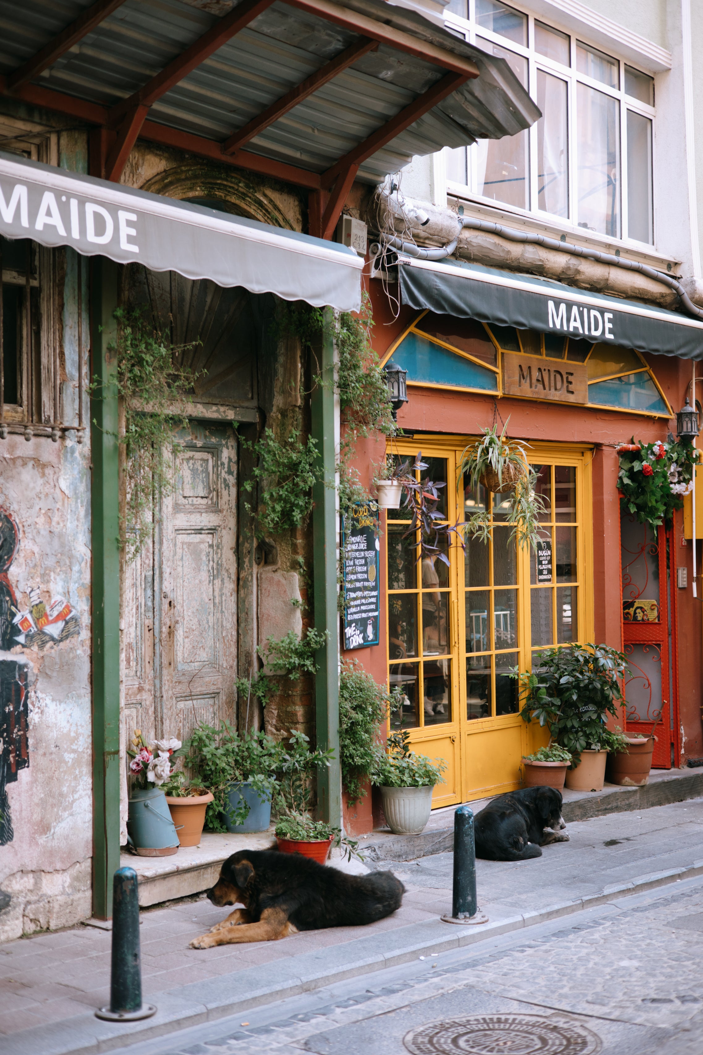 Corner Café Dogs