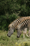 Striped Silence