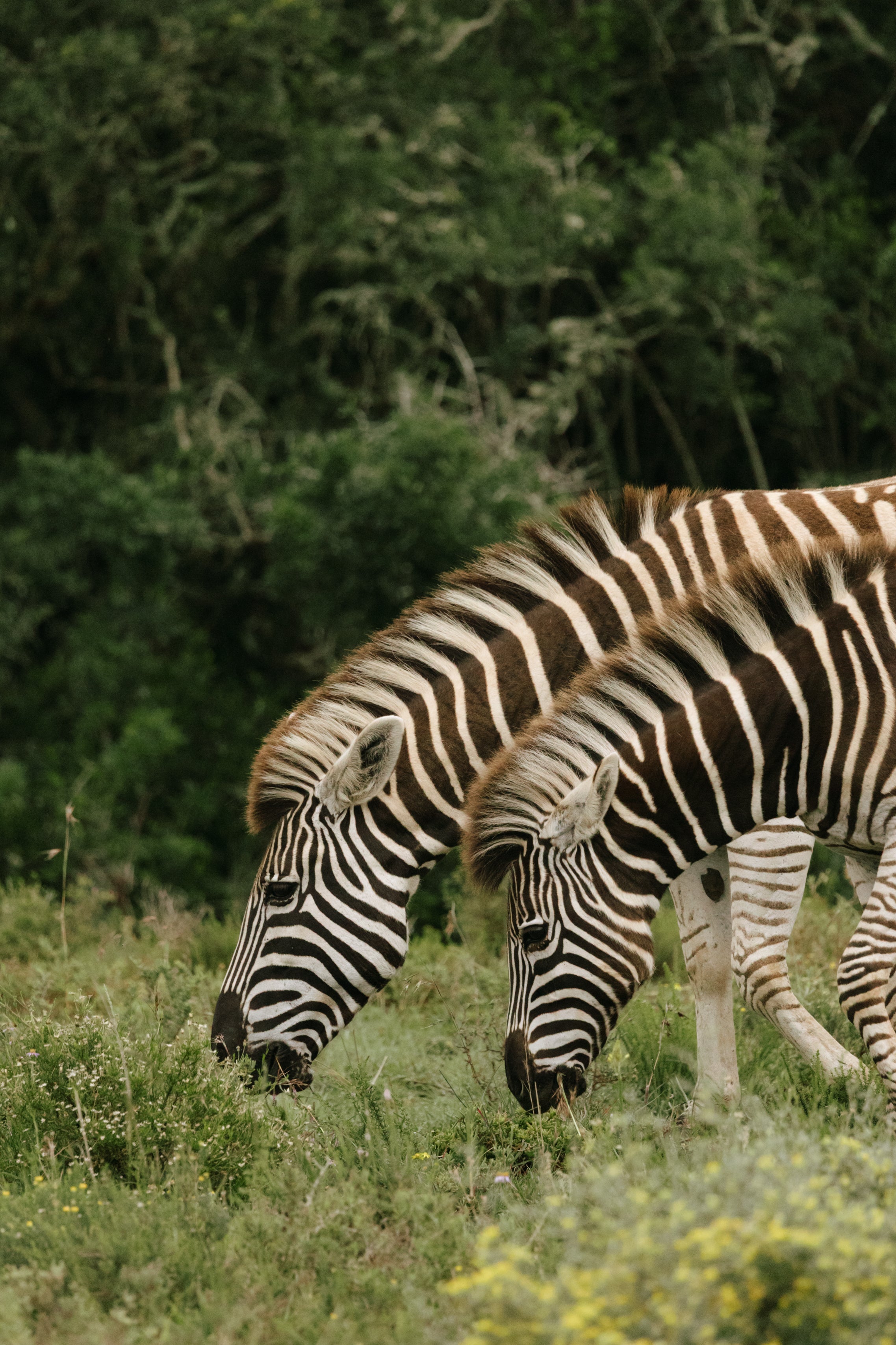 Striped Silence