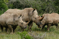 Rhino Territory