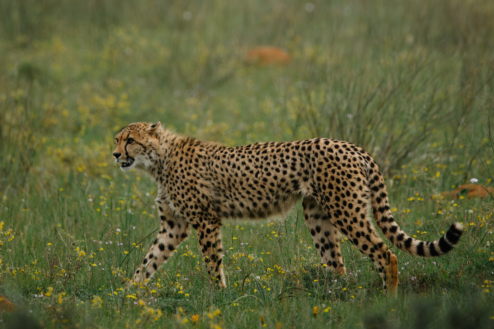 The Silent Hunter