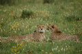 Savannah Companions