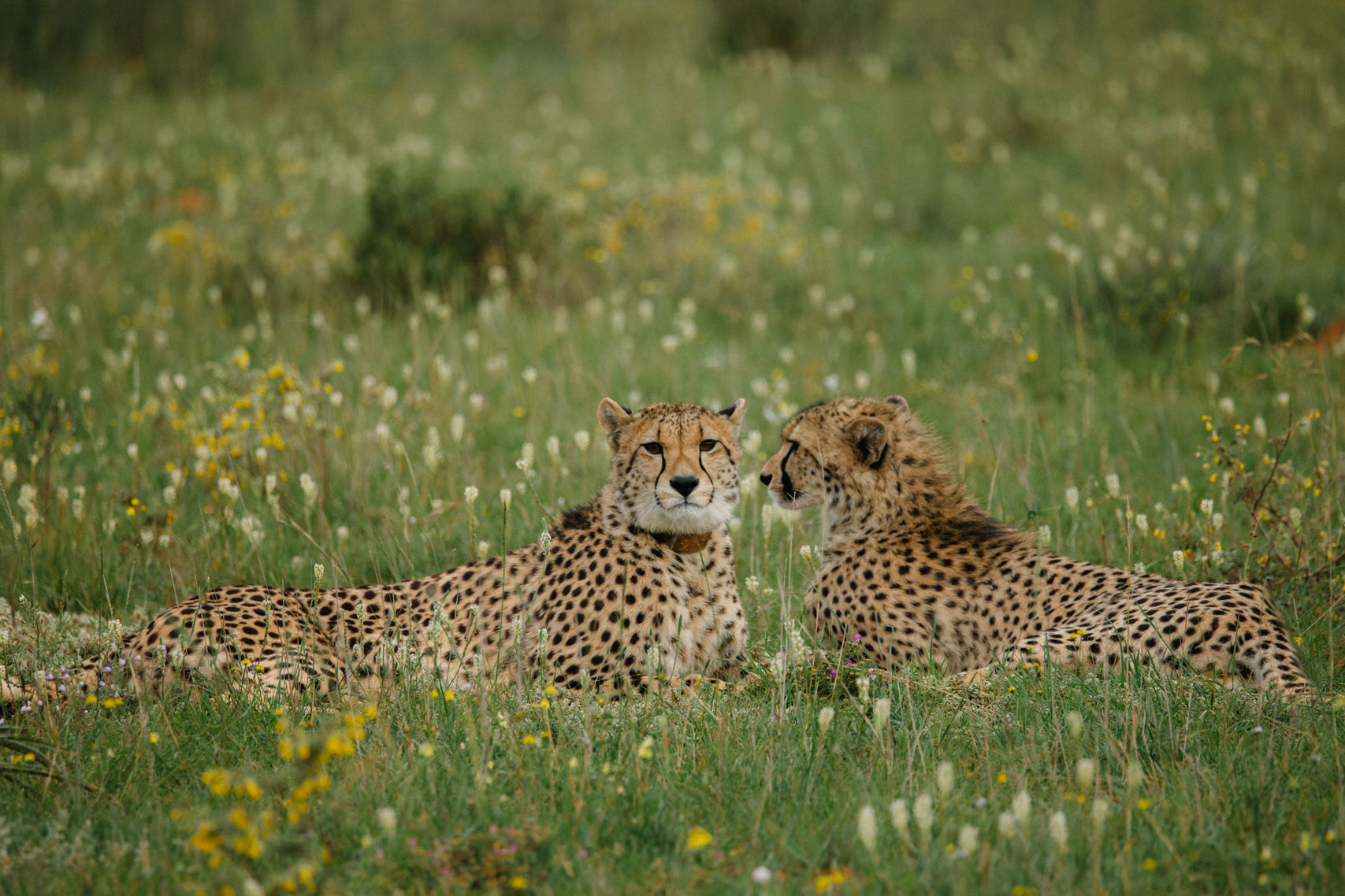 Savannah Companions