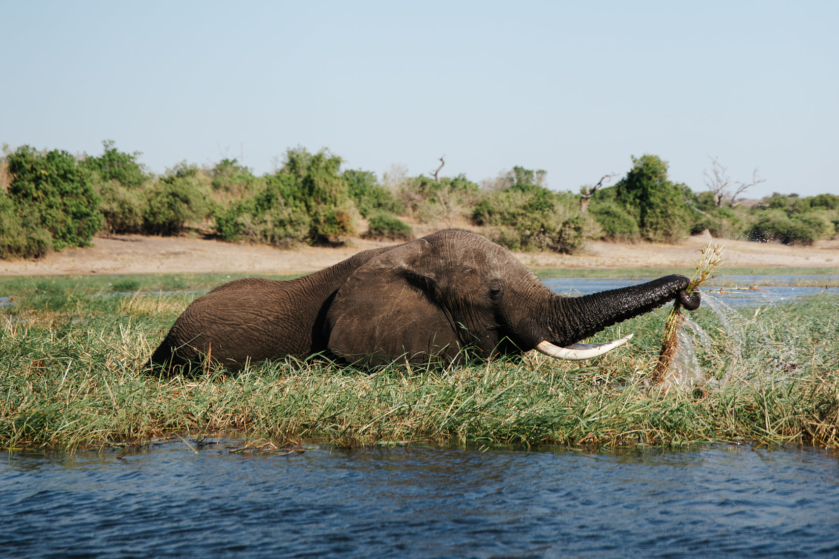 Water and Ivory