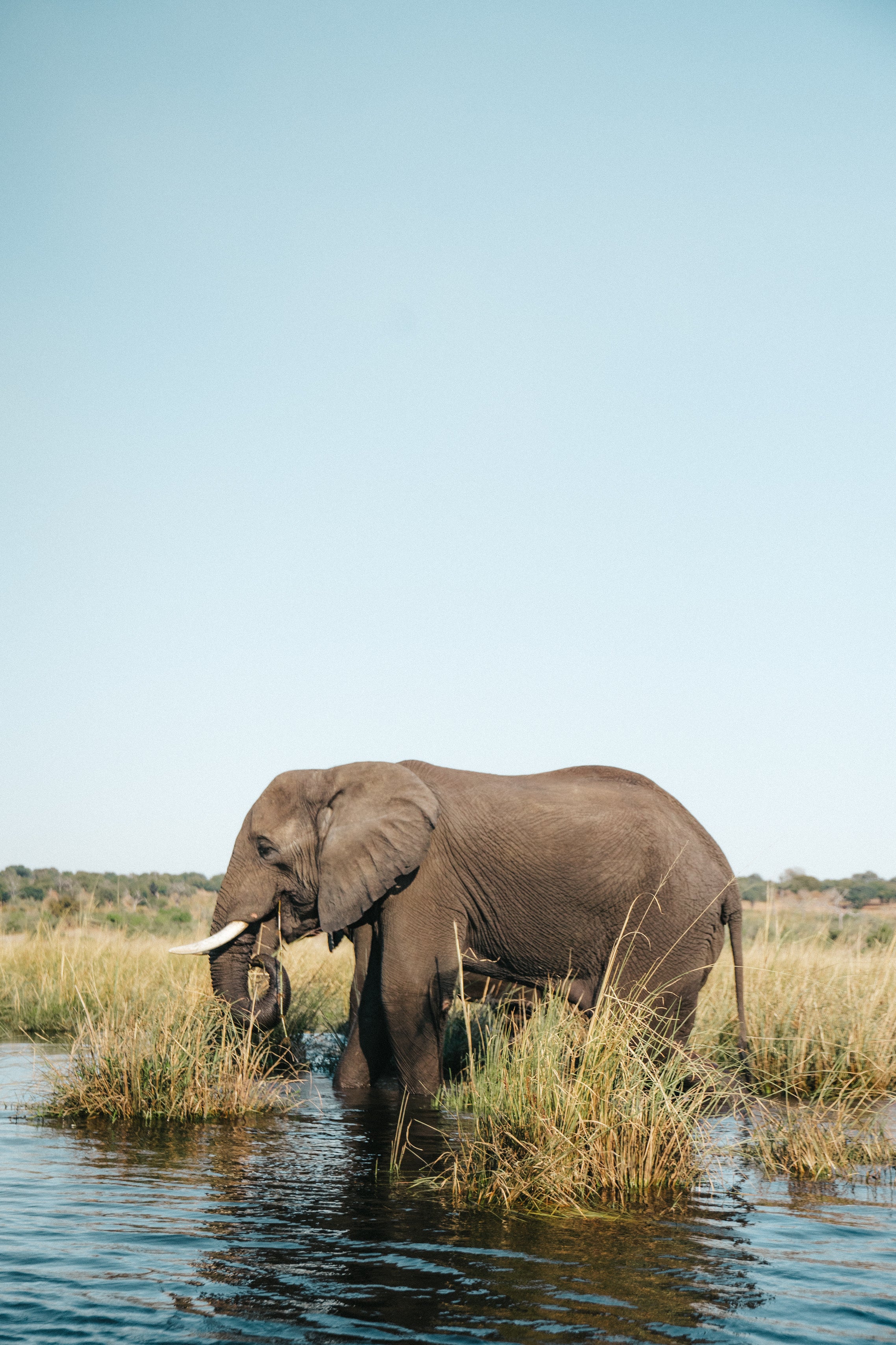 Giants of the Okavango