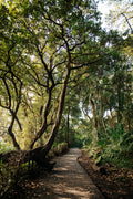 The Rainforest Path