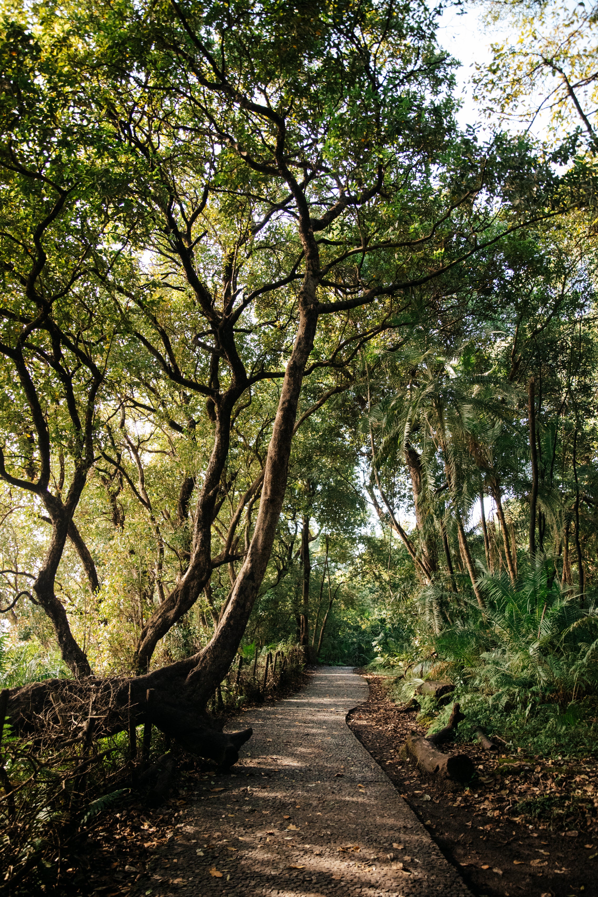 The Rainforest Path