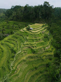 Tegalalang