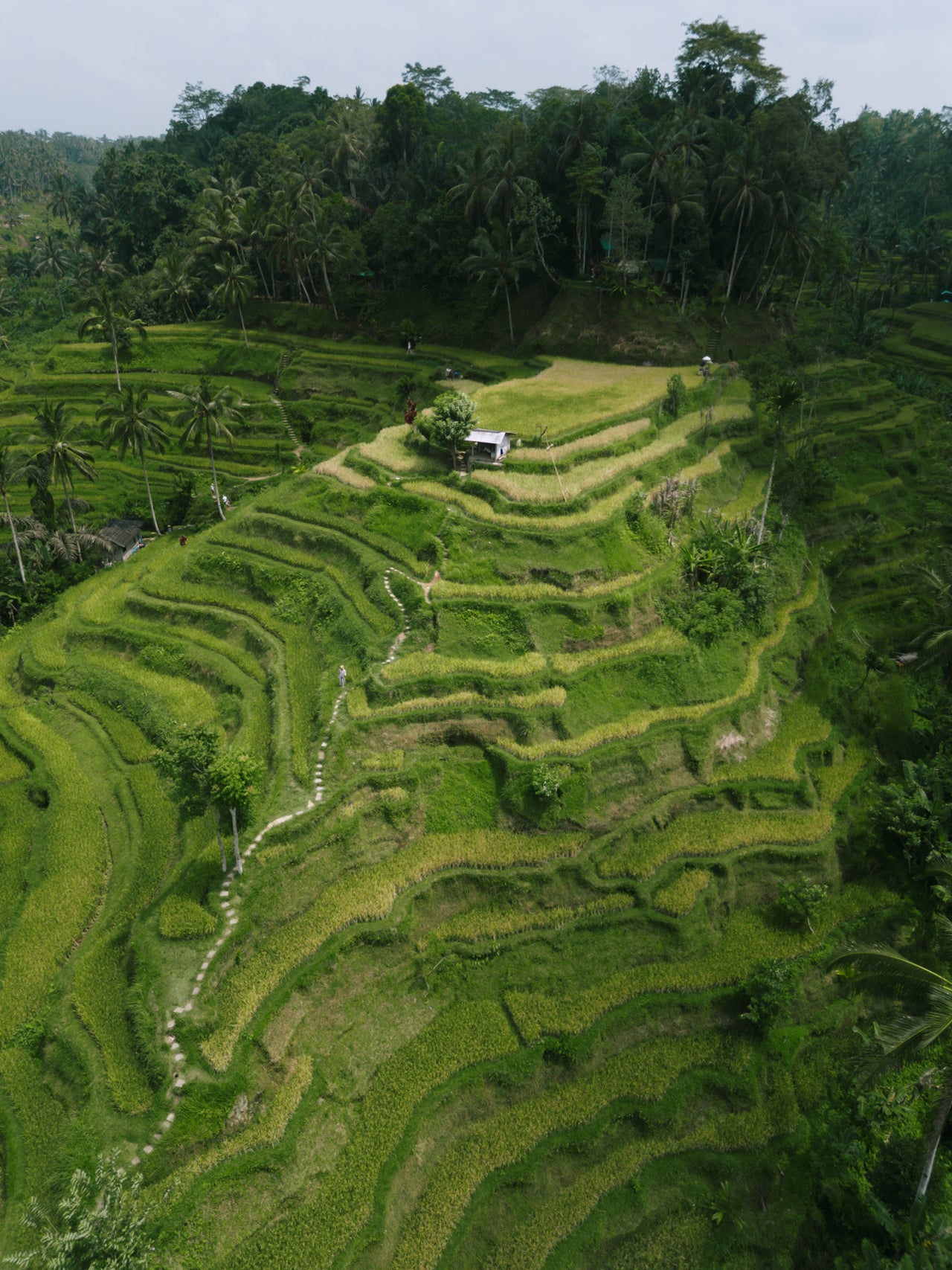 Tegalalang