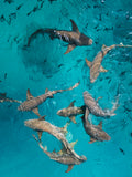 Sharks of the Blue Lagoon