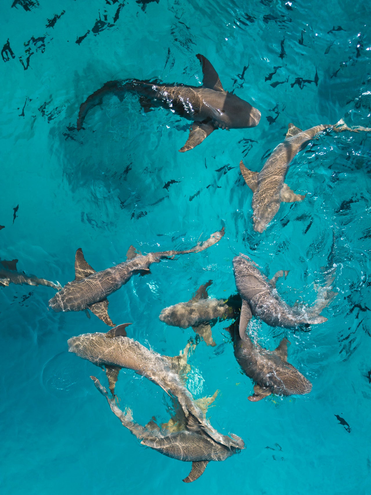 Sharks of the Blue Lagoon