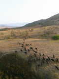 Golden Migration