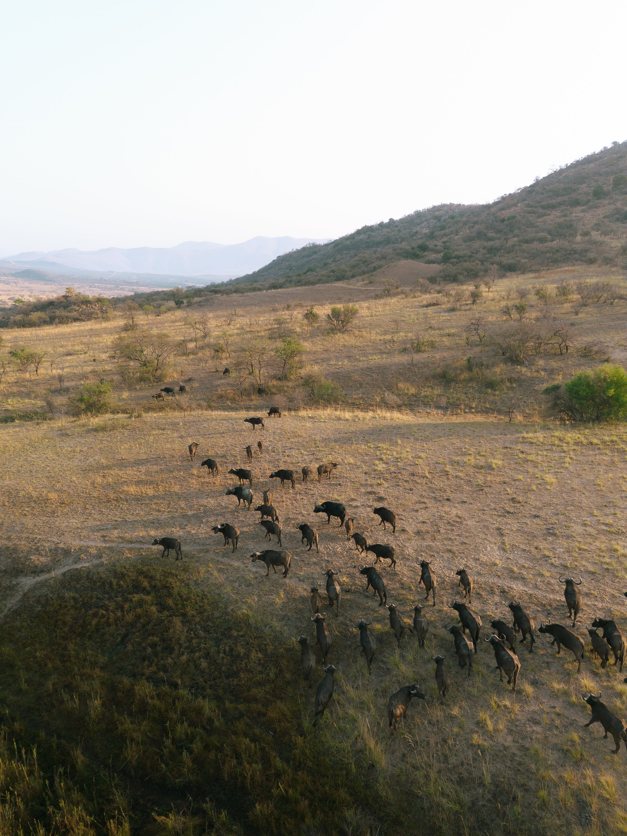 Golden Migration