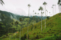 Valley of Giants
