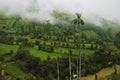 Whispers of Cocora