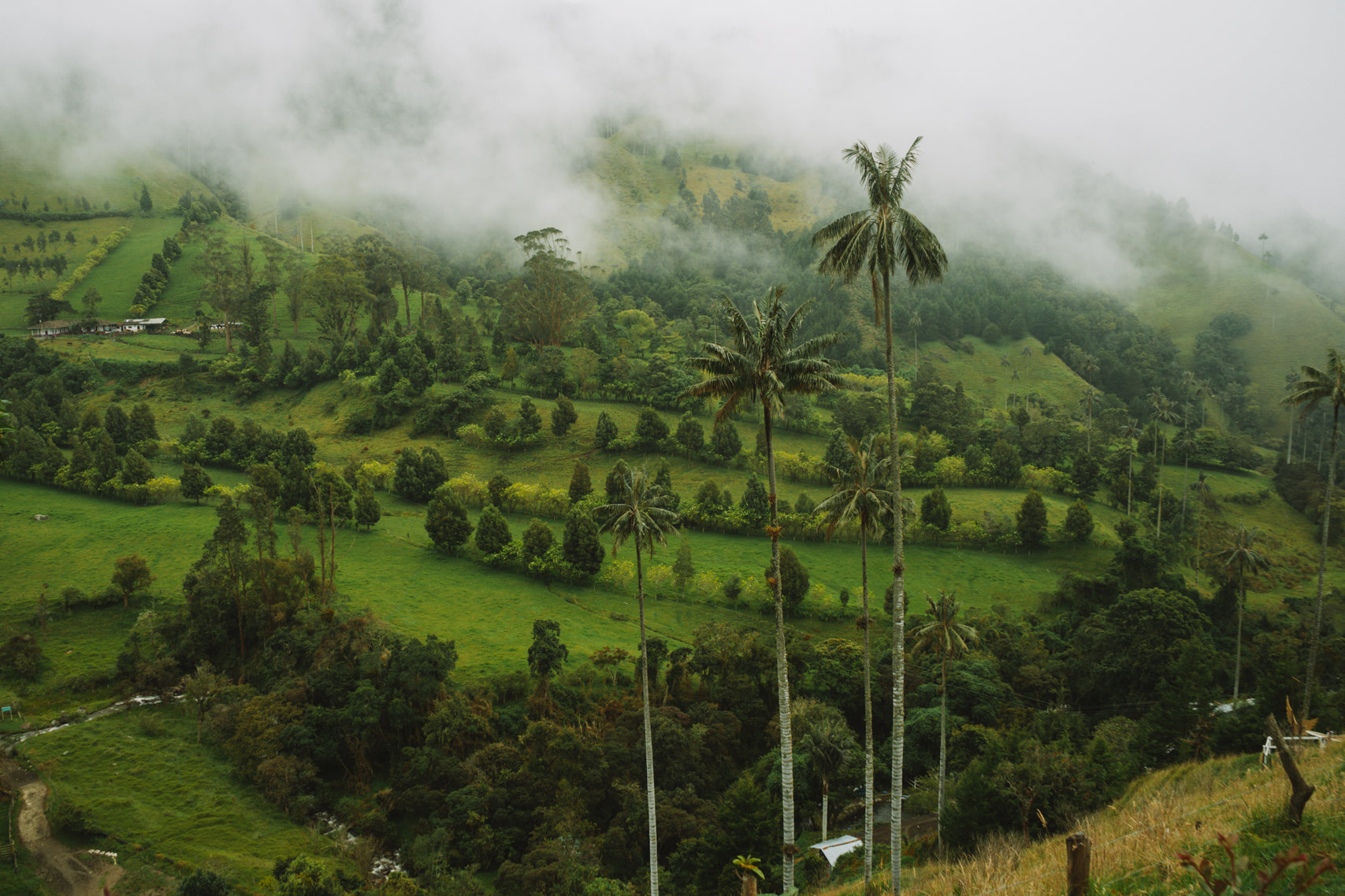 Whispers of Cocora