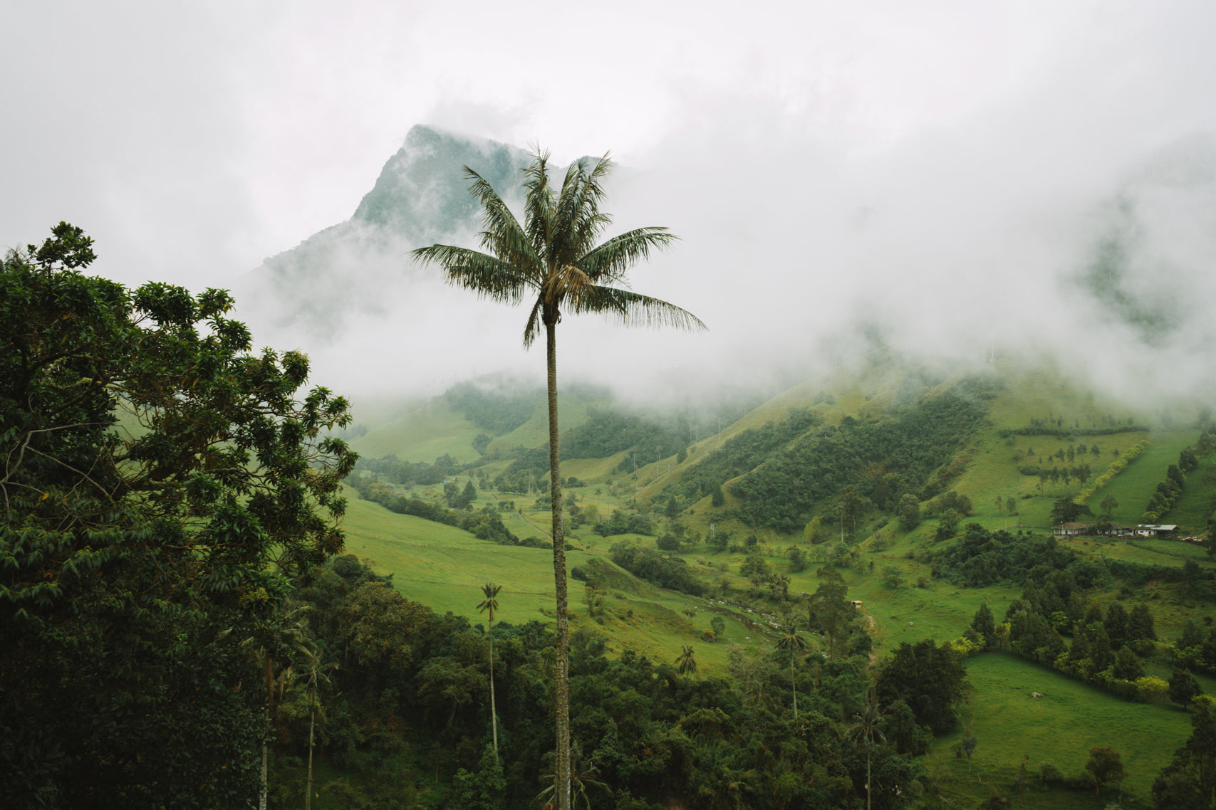 Mists of Cocora
