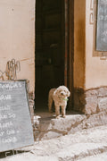 The White Dog of Jujuy