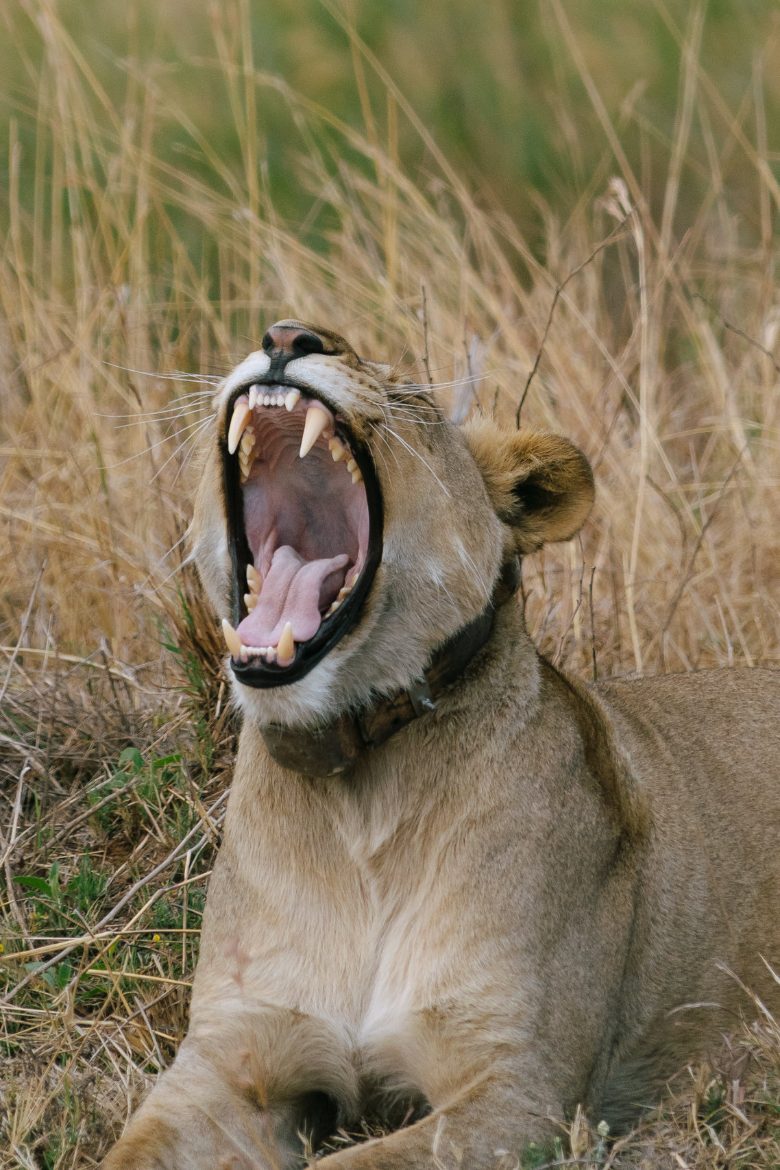 Voice of the Wild