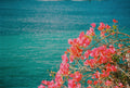 Bougainvillea & Blue Water