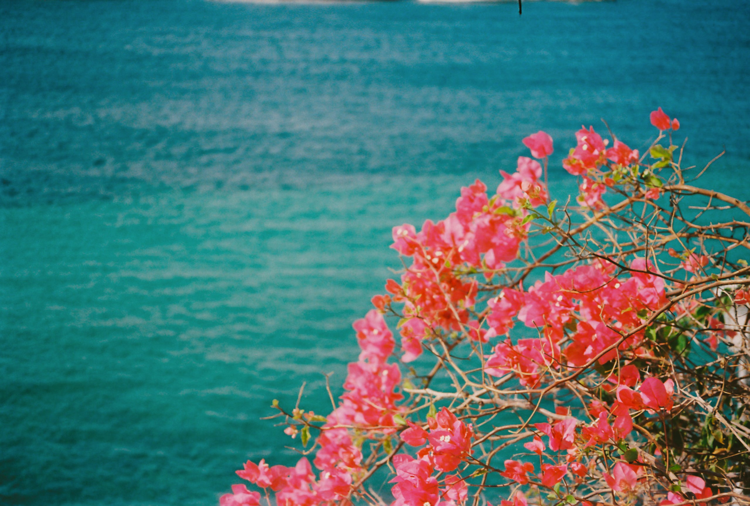 Bougainvillea & Blue Water